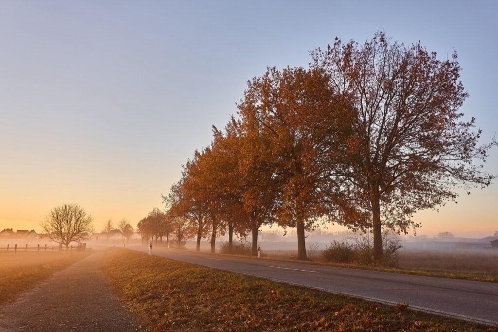 Tree-lined road at sunrise