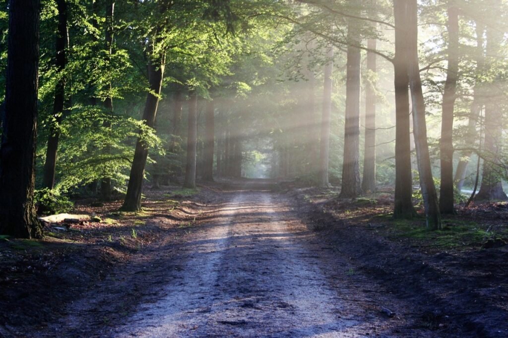 Forest path lit by morning sunlight